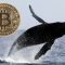 انتقال بیت کوین (BTC) به ارزش 100 میلیون دلار به صرافی ها توسط نهنگ ها