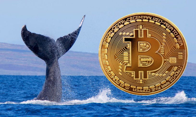 یک نهنگ ناشناس بیش از 7 هزار بیت کوین را به کیف پولی ناشناس منتقل کرد!