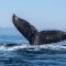 به گزارش سانتیمنت، نهنگ ها در حال جمع آوری برخی از آلت کوین ها هستند