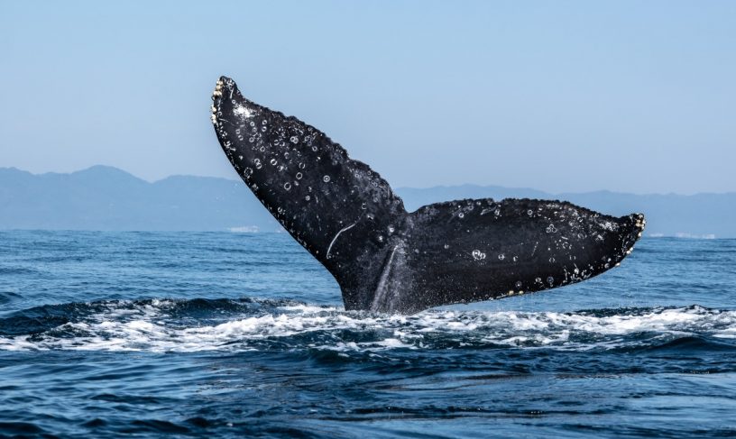 به گزارش سانتیمنت، نهنگ ها در حال جمع آوری برخی از آلت کوین ها هستند