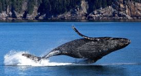 تحلیلگران: نهنگ ها عامل اصلی کاهش قیمت بیت کوین هستند!