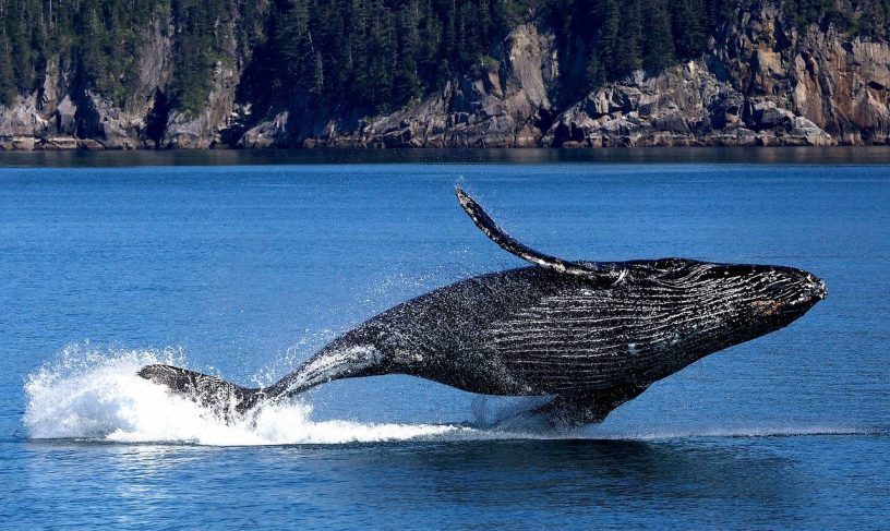تحلیلگران: نهنگ ها عامل اصلی کاهش قیمت بیت کوین هستند!