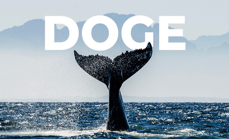 با خروج میلیاردها دلار سرمایه، نهنگ های دوج کوین خسته به نظر می رسند