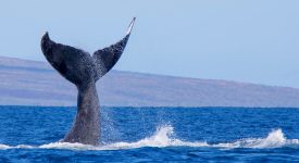 1.42 میلیارد دلار اتریوم توسط نهنگ ها جابجا شد