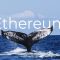 جابجایی هنگفت میلیون ها دلار اتریوم توسط نهنگ ها
