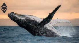 سنتیمنت: اتریوم های نهنگ ها به بالاترین سطح خود رسیده است