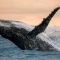 سنتیمنت: اتریوم های نهنگ ها به بالاترین سطح خود رسیده است