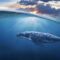 یک نهنگ بیت کوین 294 هزار دلار خود را به 150 میلیون دلار تبدیل کرد