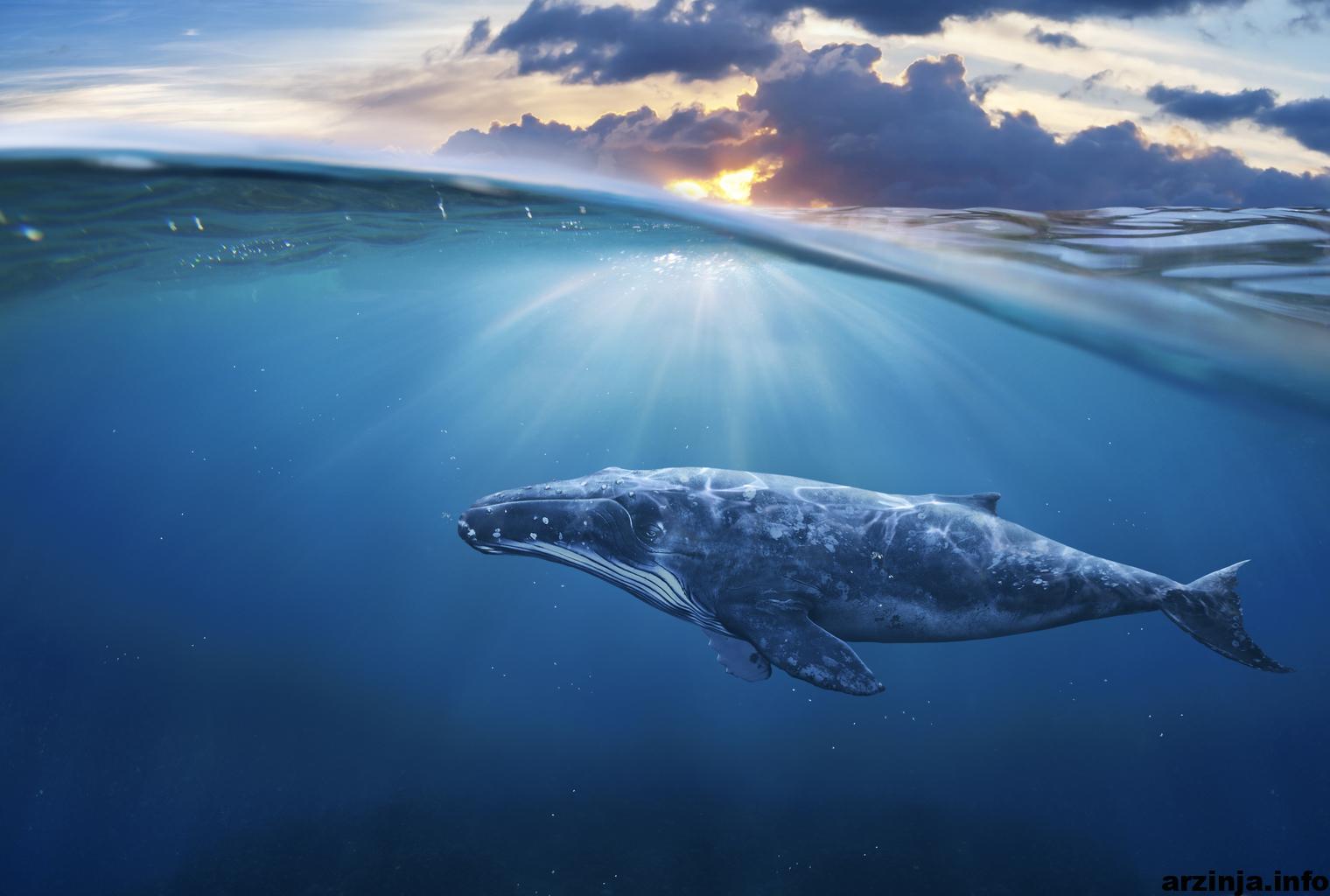 یک نهنگ بیت کوین 294 هزار دلار خود را به 150 میلیون دلار تبدیل کرد