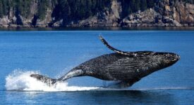 افزایش چشمگیر فعالیت نهنگ های دوج کوین