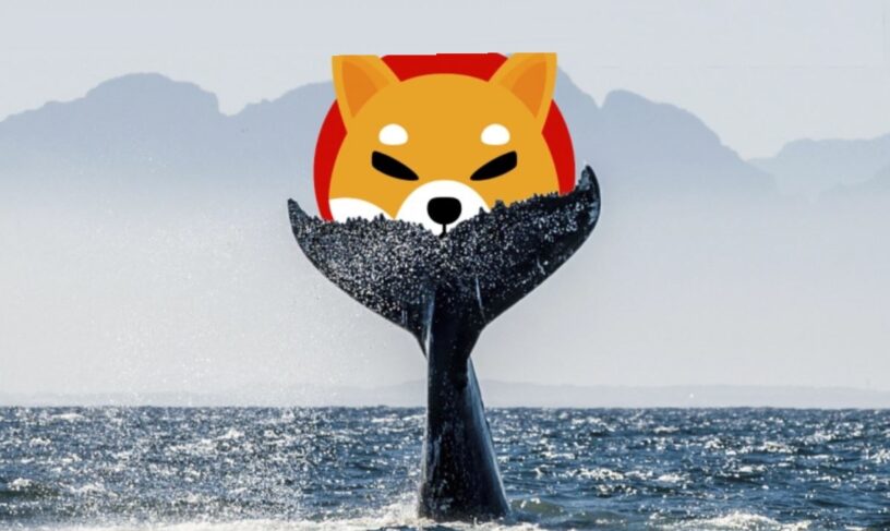 دامپ شیبا توسط نهنگ ها