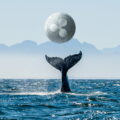 جابجایی میلیون ها دلار ریپل توسط نهنگ ها
