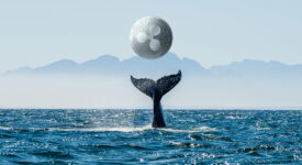 جابجایی میلیون ها دلار ریپل توسط نهنگ ها