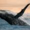 نهنگ‌های غول پیکر اتریوم در حال کاهش ذخایر خود هستند!