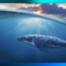 پنج توکن مورد علاقه نهنگ ها در سال 2022