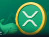 رشد نهنگ‌های XRP