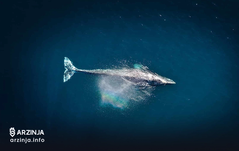 خرید وایت ویل چه مزایایی دارد؟